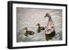 Mallard Ducks-null-Framed Photographic Print