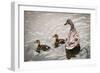 Mallard Ducks-null-Framed Photographic Print