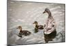 Mallard Ducks-null-Mounted Photographic Print