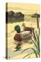 Mallard Ducks-Lantern Press-Stretched Canvas