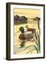 Mallard Ducks-Lantern Press-Framed Art Print