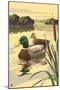 Mallard Ducks-Lantern Press-Mounted Art Print