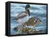 Mallard Family-Rusty Frentner-Framed Stretched Canvas