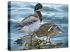 Mallard Family-Rusty Frentner-Stretched Canvas