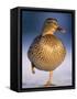 Mallard Female Duck Standing on One Leg on Ice, Highlands, Scotland, UK-Pete Cairns-Framed Stretched Canvas