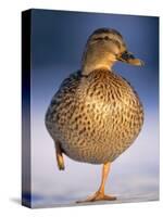 Mallard Female Duck Standing on One Leg on Ice, Highlands, Scotland, UK-Pete Cairns-Stretched Canvas