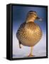 Mallard Female Duck Standing on One Leg on Ice, Highlands, Scotland, UK-Pete Cairns-Framed Stretched Canvas