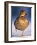 Mallard Female Duck Standing on One Leg on Ice, Highlands, Scotland, UK-Pete Cairns-Framed Premium Photographic Print