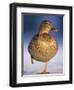 Mallard Female Duck Standing on One Leg on Ice, Highlands, Scotland, UK-Pete Cairns-Framed Premium Photographic Print