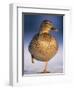 Mallard Female Duck Standing on One Leg on Ice, Highlands, Scotland, UK-Pete Cairns-Framed Premium Photographic Print