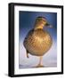 Mallard Female Duck Standing on One Leg on Ice, Highlands, Scotland, UK-Pete Cairns-Framed Photographic Print