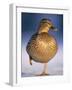 Mallard Female Duck Standing on One Leg on Ice, Highlands, Scotland, UK-Pete Cairns-Framed Photographic Print