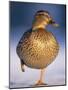 Mallard Female Duck Standing on One Leg on Ice, Highlands, Scotland, UK-Pete Cairns-Mounted Photographic Print