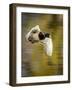 Mallard Flight I-Tyler Stockton-Framed Photographic Print