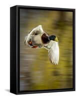 Mallard Flight I-Tyler Stockton-Framed Stretched Canvas