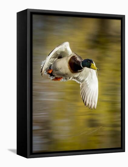 Mallard Flight I-Tyler Stockton-Framed Stretched Canvas