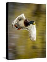 Mallard Flight I-Tyler Stockton-Stretched Canvas