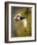 Mallard Flight I-Tyler Stockton-Framed Photographic Print