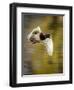 Mallard Flight I-Tyler Stockton-Framed Photographic Print