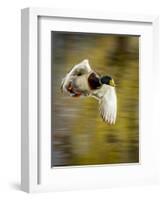 Mallard Flight I-Tyler Stockton-Framed Photographic Print