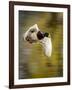 Mallard Flight I-Tyler Stockton-Framed Photographic Print