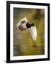 Mallard Flight I-Tyler Stockton-Framed Photographic Print