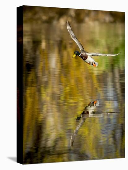 Mallard Flight II-Tyler Stockton-Stretched Canvas