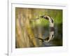 Mallard Flight III-Tyler Stockton-Framed Photographic Print