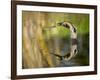 Mallard Flight III-Tyler Stockton-Framed Photographic Print