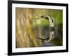 Mallard Flight III-Tyler Stockton-Framed Photographic Print