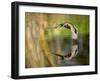 Mallard Flight III-Tyler Stockton-Framed Photographic Print