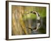 Mallard Flight III-Tyler Stockton-Framed Photographic Print