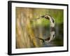 Mallard Flight III-Tyler Stockton-Framed Photographic Print