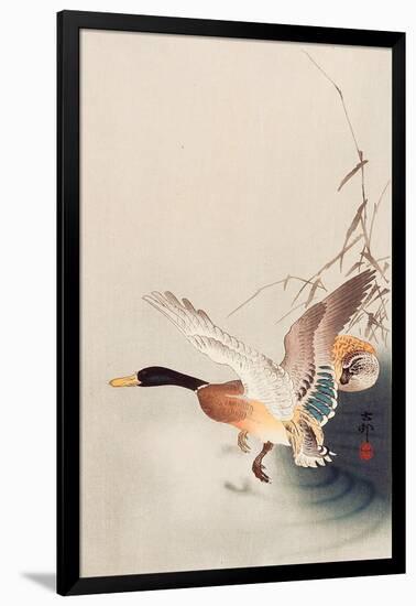 Mallard Flying from a Pond-Koson Ohara-Framed Giclee Print