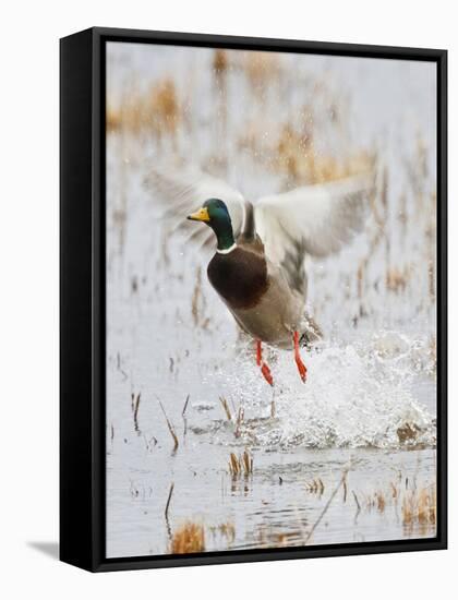 Mallard Flying, New Mexico, USA-Larry Ditto-Framed Stretched Canvas