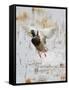 Mallard Flying, New Mexico, USA-Larry Ditto-Framed Stretched Canvas