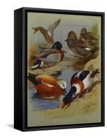 Mallard, Gadwell, Ruddy Shelduck, Common Shelduck-Archibald Thorburn-Framed Stretched Canvas