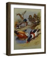 Mallard, Gadwell, Ruddy Shelduck, Common Shelduck-Archibald Thorburn-Framed Giclee Print