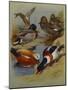 Mallard, Gadwell, Ruddy Shelduck, Common Shelduck-Archibald Thorburn-Mounted Giclee Print