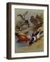 Mallard, Gadwell, Ruddy Shelduck, Common Shelduck-Archibald Thorburn-Framed Giclee Print