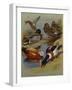 Mallard, Gadwell, Ruddy Shelduck, Common Shelduck-Archibald Thorburn-Framed Giclee Print