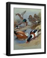 Mallard, Gadwell, Ruddy Shelduck watercolor-Archibald Thorburn-Framed Giclee Print