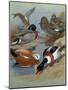 Mallard, Gadwell, Ruddy Shelduck watercolor-Archibald Thorburn-Mounted Giclee Print