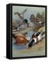 Mallard, Gadwell, Ruddy Shelduck watercolor-Archibald Thorburn-Framed Stretched Canvas