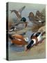 Mallard, Gadwell, Ruddy Shelduck watercolor-Archibald Thorburn-Stretched Canvas