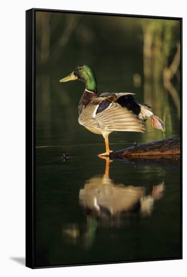 Mallard Male in Wetland Stretching His Legs, Marion County, Illinois-Richard and Susan Day-Framed Stretched Canvas