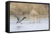 Mallard Male Landing in Wetland in Winter, Marion, Illinois, Usa-Richard ans Susan Day-Framed Stretched Canvas