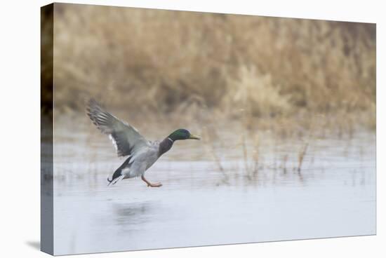 Mallard Male Landing in Wetland in Winter, Marion, Illinois, Usa-Richard ans Susan Day-Stretched Canvas
