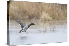 Mallard Male Landing in Wetland in Winter, Marion, Illinois, Usa-Richard ans Susan Day-Stretched Canvas