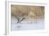 Mallard Male Landing in Wetland in Winter, Marion, Illinois, Usa-Richard ans Susan Day-Framed Photographic Print